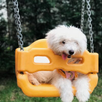 Bichon Havanese, Köpek  Daisy fotoğrafı