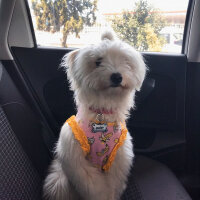 Bichon Havanese, Köpek  Daisy fotoğrafı