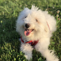 Bichon Havanese, Köpek  Daisy fotoğrafı