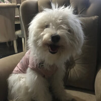 Bichon Havanese, Köpek  Daisy fotoğrafı