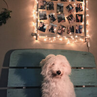 Bichon Havanese, Köpek  Daisy fotoğrafı