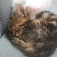 Tekir Kedi, Kedi  isimsiz fotoğrafı
