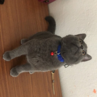 Scottish Fold, Kedi  Zeus fotoğrafı