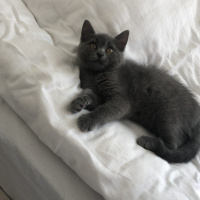 Scottish Fold, Kedi  Zeus fotoğrafı