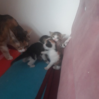 Tekir Kedi, Kedi  Kedi fotoğrafı