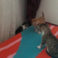Tekir Kedi, Kedi  Kedi fotoğrafı