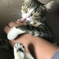 Tekir Kedi, Kedi  Çilek fotoğrafı