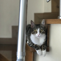 Tekir Kedi, Kedi  Çilek fotoğrafı