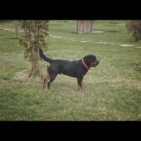 Rottweiler, Köpek  Thor fotoğrafı