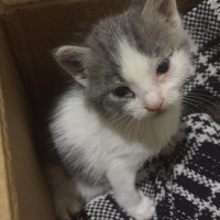 Tekir Kedi, Kedi  Lina fotoğrafı