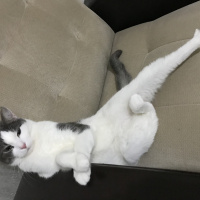 Tekir Kedi, Kedi  Lina fotoğrafı