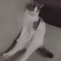 Tekir Kedi, Kedi  Lina fotoğrafı