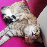Tekir Kedi, Kedi  Yavru kedi fotoğrafı