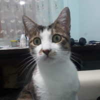 Soke, Kedi  Minik fotoğrafı