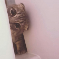 Scottish Fold, Kedi  molly fotoğrafı