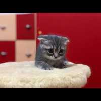 Scottish Fold, Kedi  molly fotoğrafı