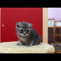 Scottish Fold, Kedi  molly fotoğrafı