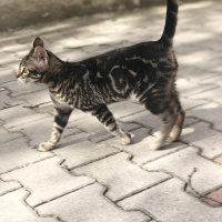 Tekir Kedi, Kedi  Zilli fotoğrafı