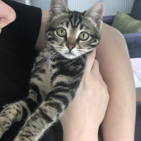 Tekir Kedi, Kedi  Zilli fotoğrafı