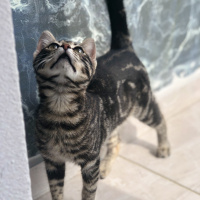 Tekir Kedi, Kedi  Zilli fotoğrafı