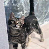 Tekir Kedi, Kedi  Zilli fotoğrafı