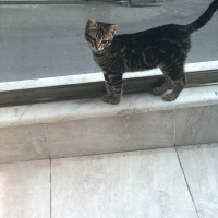 Tekir Kedi, Kedi  Zilli fotoğrafı