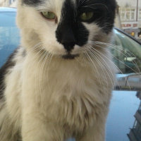 Soke, Kedi  Prens fotoğrafı