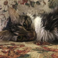 Tekir Kedi, Kedi  Sincap fotoğrafı
