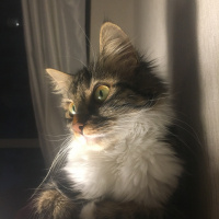 Tekir Kedi, Kedi  Sincap fotoğrafı