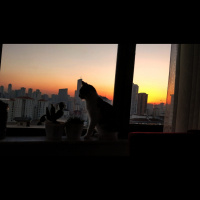 Tekir Kedi, Kedi  Vida fotoğrafı