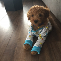 Poodle (Minyatür Kaniş), Köpek  Herkül fotoğrafı