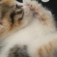 Tekir Kedi, Kedi  Angel fotoğrafı