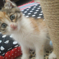 Tekir Kedi, Kedi  Angel fotoğrafı