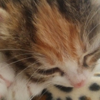 Tekir Kedi, Kedi  Angel fotoğrafı