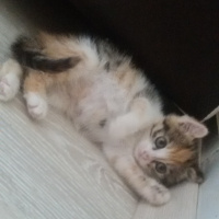 Tekir Kedi, Kedi  Angel fotoğrafı