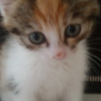 Tekir Kedi, Kedi  Angel fotoğrafı