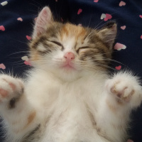 Tekir Kedi, Kedi  Angel fotoğrafı