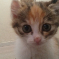Tekir Kedi, Kedi  Angel fotoğrafı