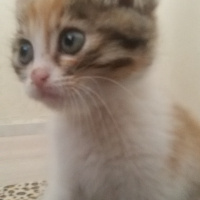 Tekir Kedi, Kedi  Angel fotoğrafı