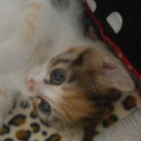 Tekir Kedi, Kedi  Angel fotoğrafı