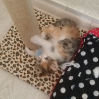 Tekir Kedi, Kedi  Angel fotoğrafı