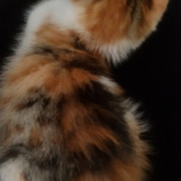 Tekir Kedi, Kedi  Angel fotoğrafı