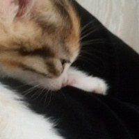 Tekir Kedi, Kedi  Angel fotoğrafı