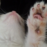 Tekir Kedi, Kedi  Angel fotoğrafı