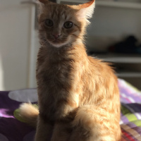 Sarman, Kedi  Paşa 05458406722 fotoğrafı