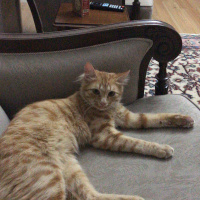 Sarman, Kedi  Paşa 05458406722 fotoğrafı