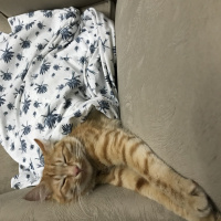 Sarman, Kedi  Paşa 05458406722 fotoğrafı