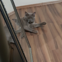 British Shorthair, Kedi  Darty sevgi dolu bir aile ariyoruz fotoğrafı