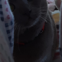 British Shorthair, Kedi  Darty sevgi dolu bir aile ariyoruz fotoğrafı