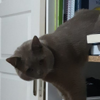 British Shorthair, Kedi  Darty sevgi dolu bir aile ariyoruz fotoğrafı